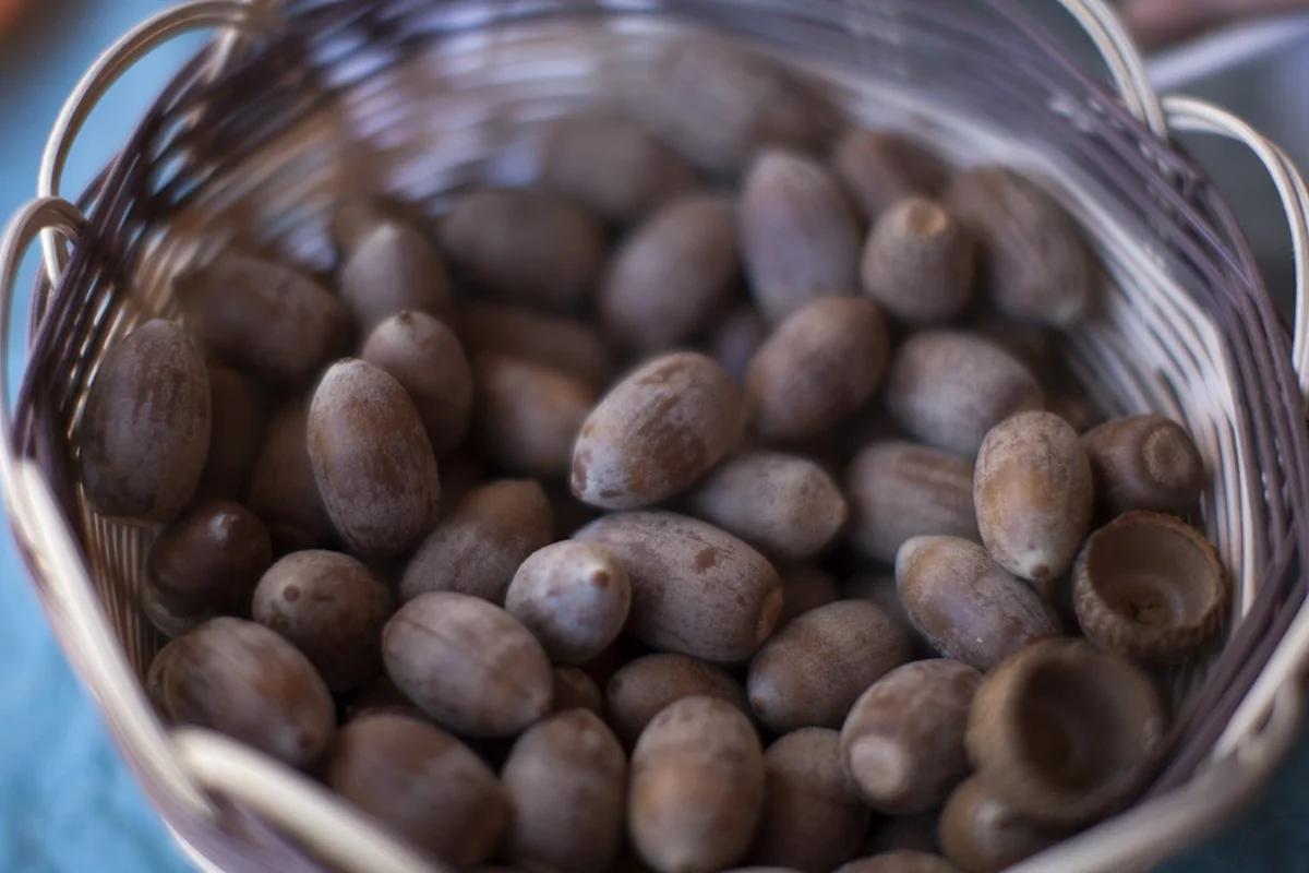 Bellotas: el antiguo alimento que podría volver a la mesa por sus nutrientes